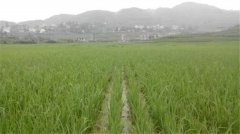 土壤養(yǎng)分速測儀如何分析肥力變化？